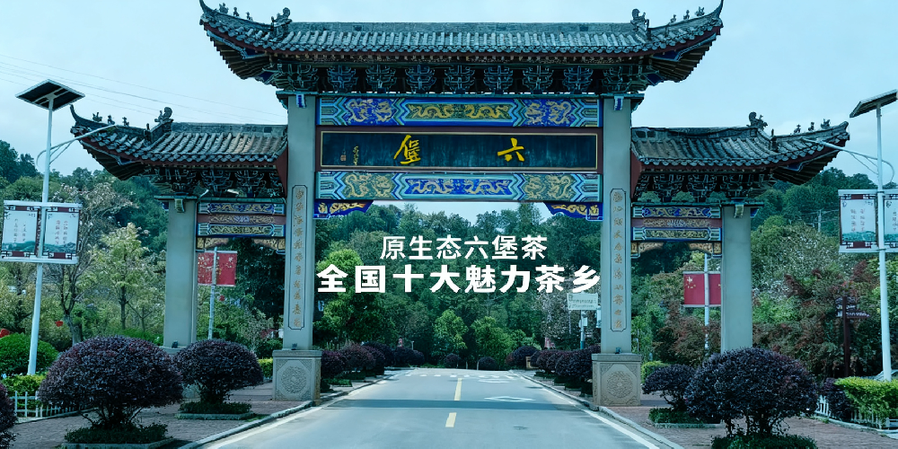 梧州六堡茶散茶：山塘岐五代传承的自然馈赠
