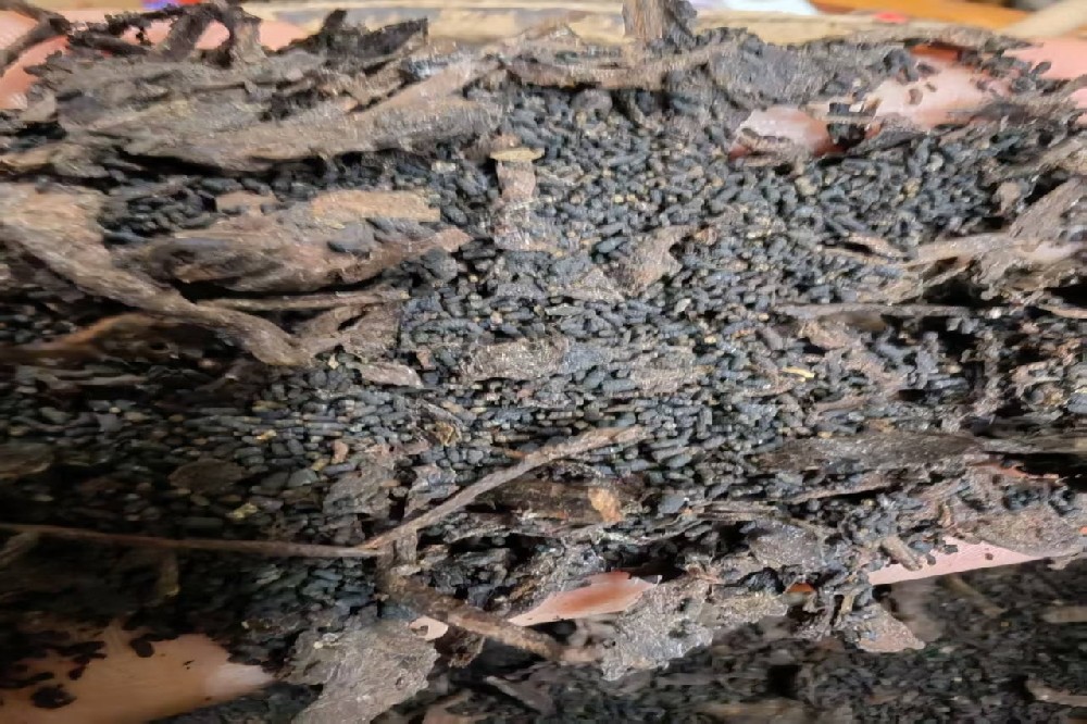 六堡茶为何属黑茶？探秘其工艺与品质，认准核心产区源头直供的山塘岐