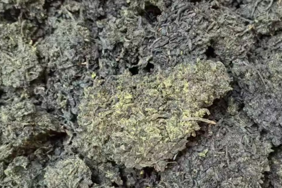 六堡茶的“黄金宝藏”：带你揭开“金花”的神秘面纱