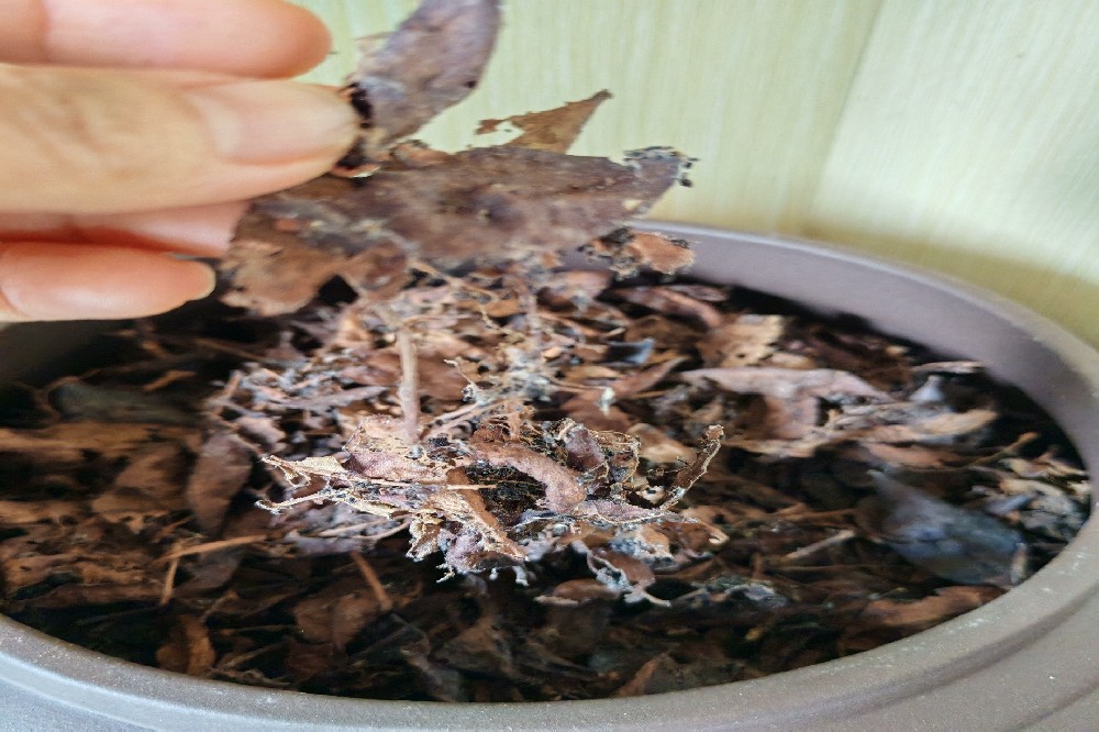 梧州六堡茶是一个非常重要且独特的茶类。我们可以从多个维度来全面了解它