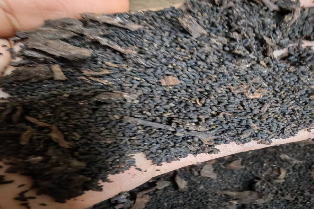 山塘岐六堡茶：探秘苍梧核心产区，品味智慧生态茶园的有机佳茗
